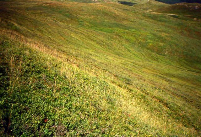 Mirtilli sul Prado